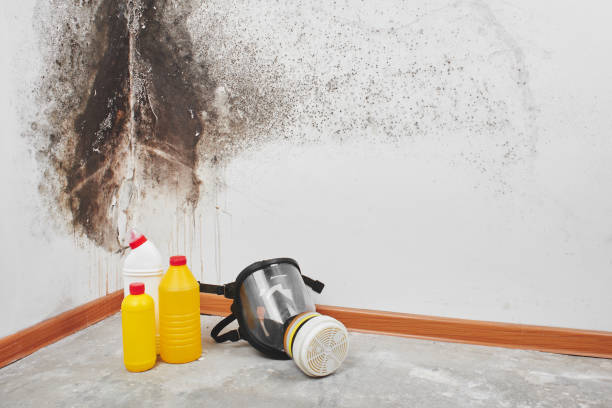 Murfreesboro, NC Mold Remediation Company