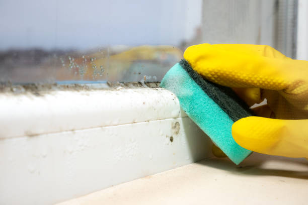 Best Residential Mold Remediation in Murfreesboro, NC