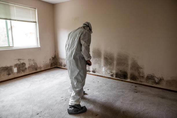 Best Residential Mold Remediation in Murfreesboro, NC